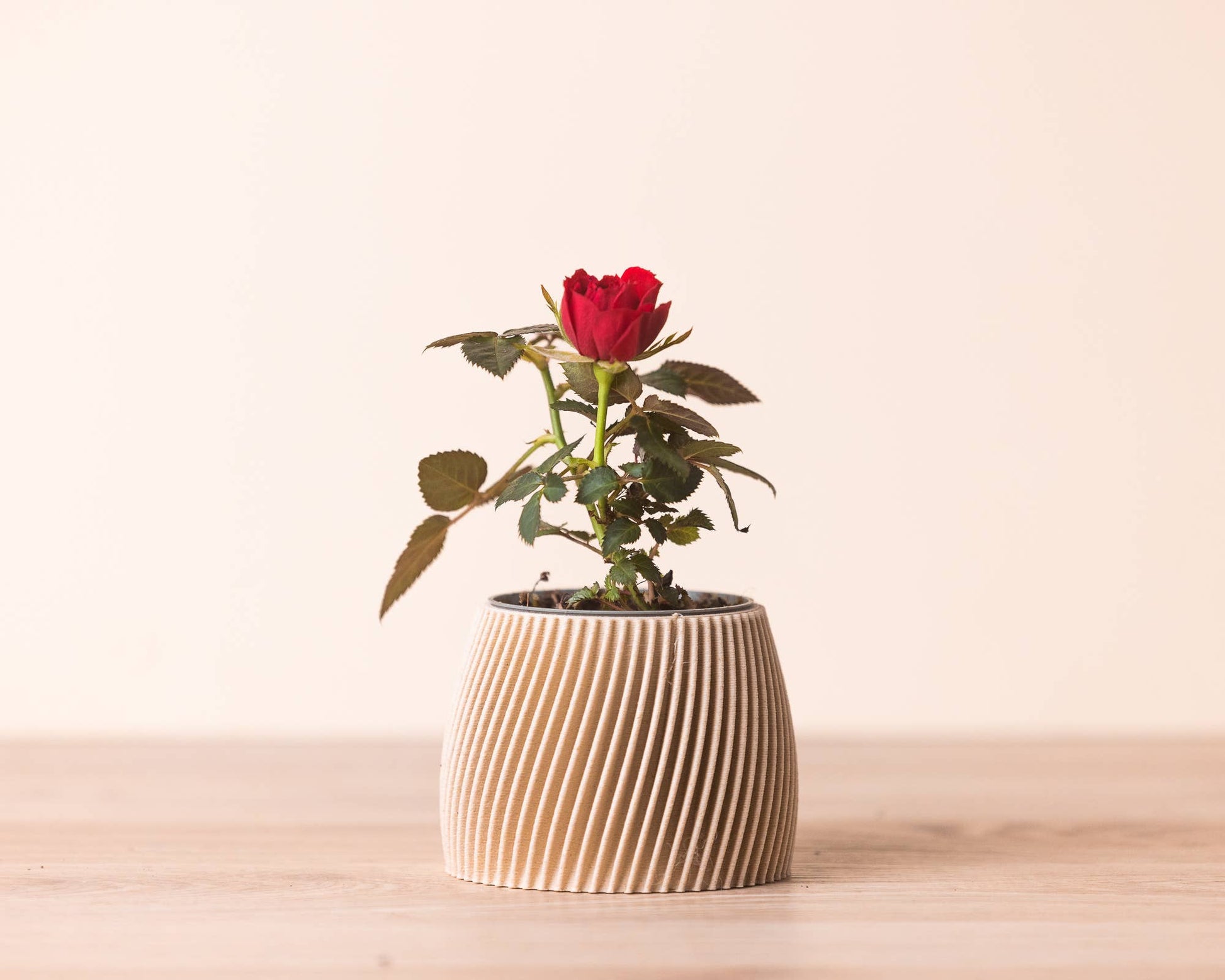 Pot pour plante beige, avec une rose à l'intérieur.