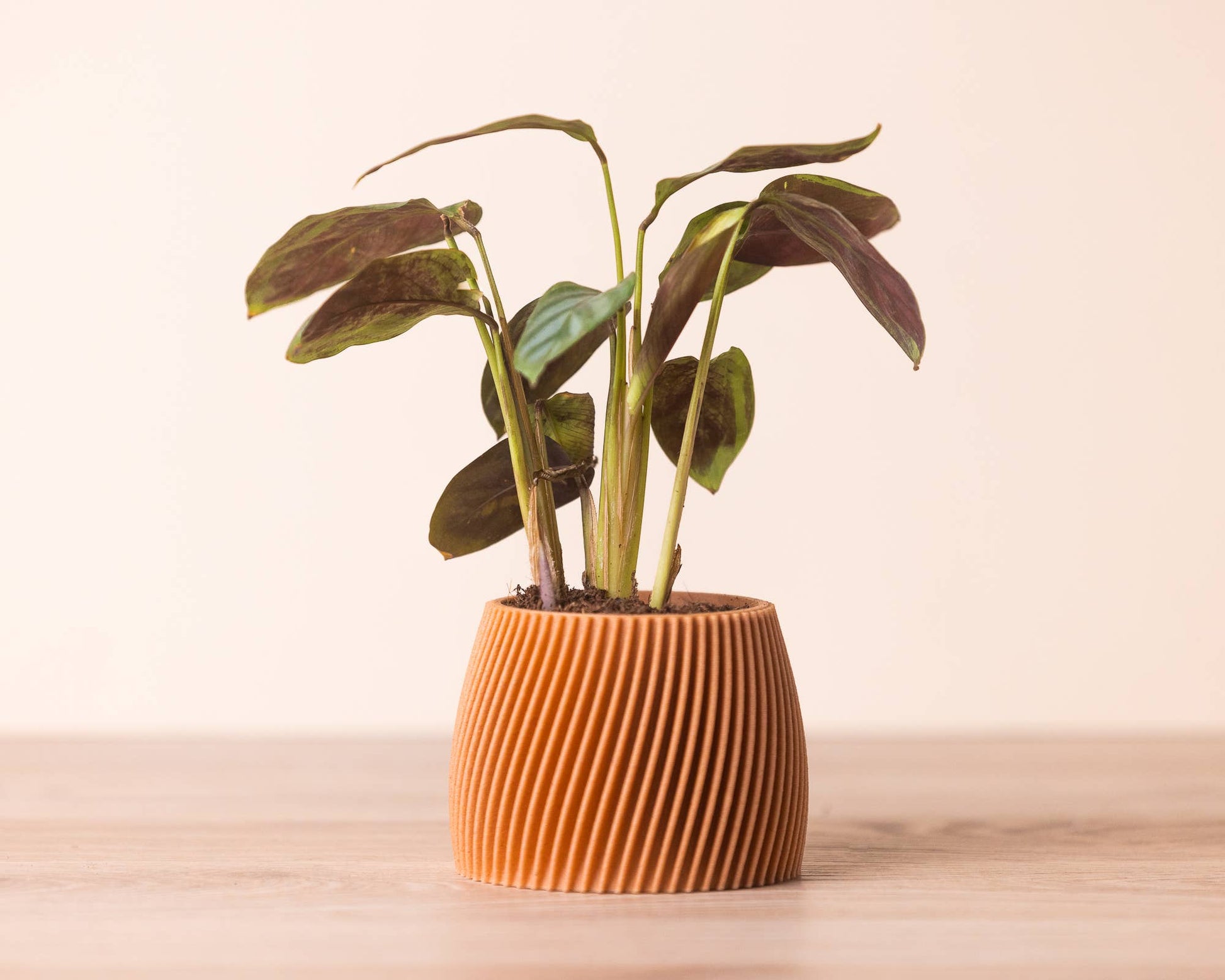 Pot pour plante orange, avec une plante à l'intérieur.
