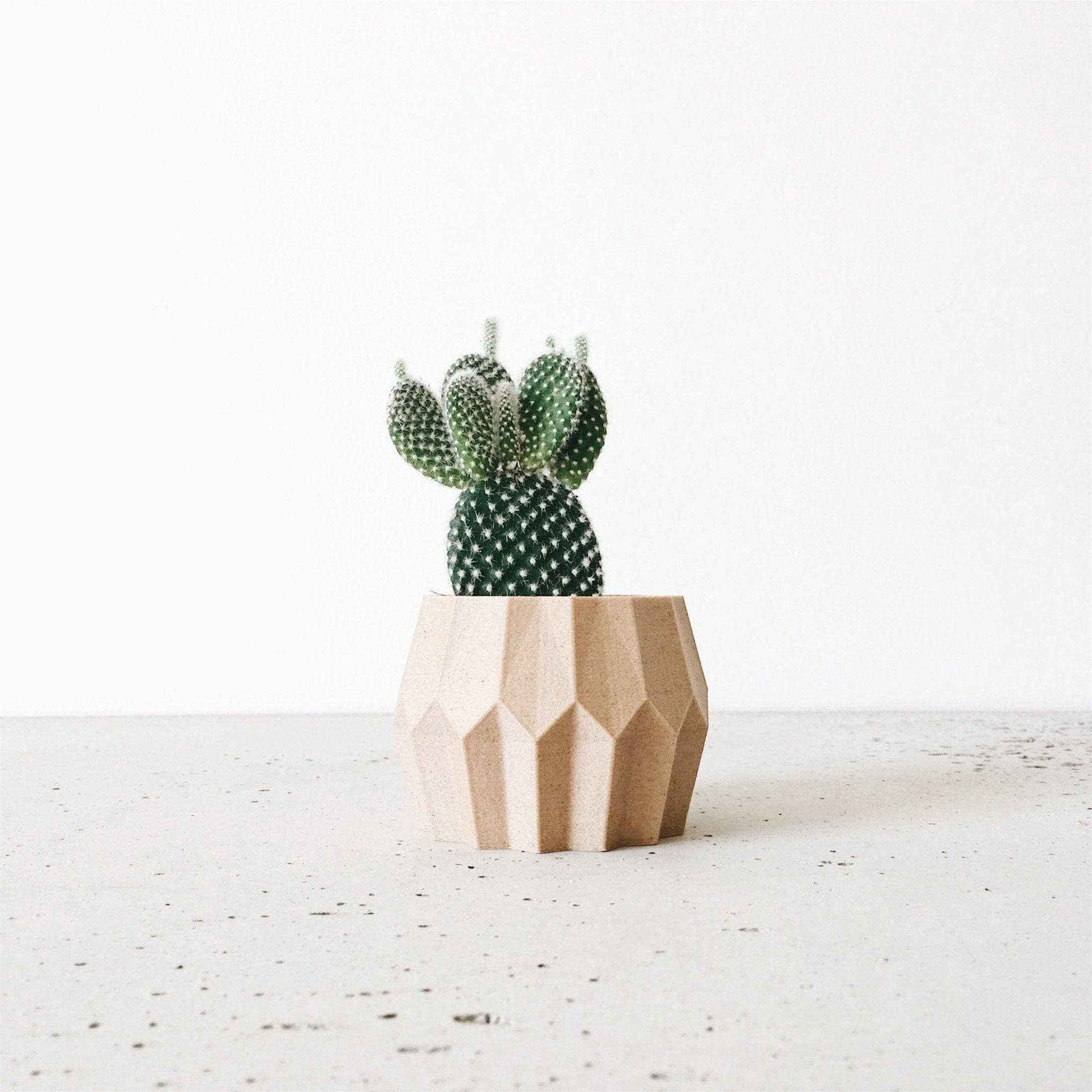 Un petit cactus dans un pot en bois au design facetté, photographié sur un fond blanc minimaliste et épuré.