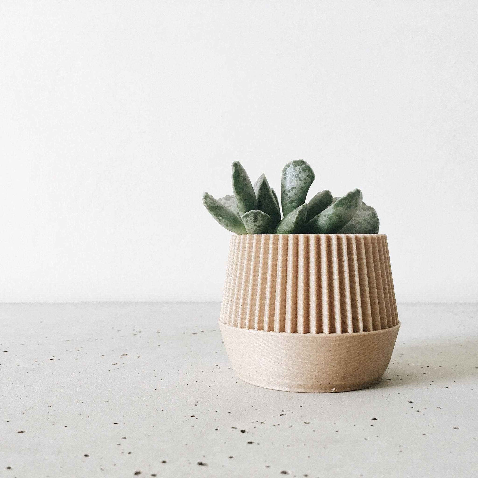 Une plante grasse dans un pot en bois rainuré au design minimaliste, posée sur une surface claire dans une ambiance sobre et naturelle.