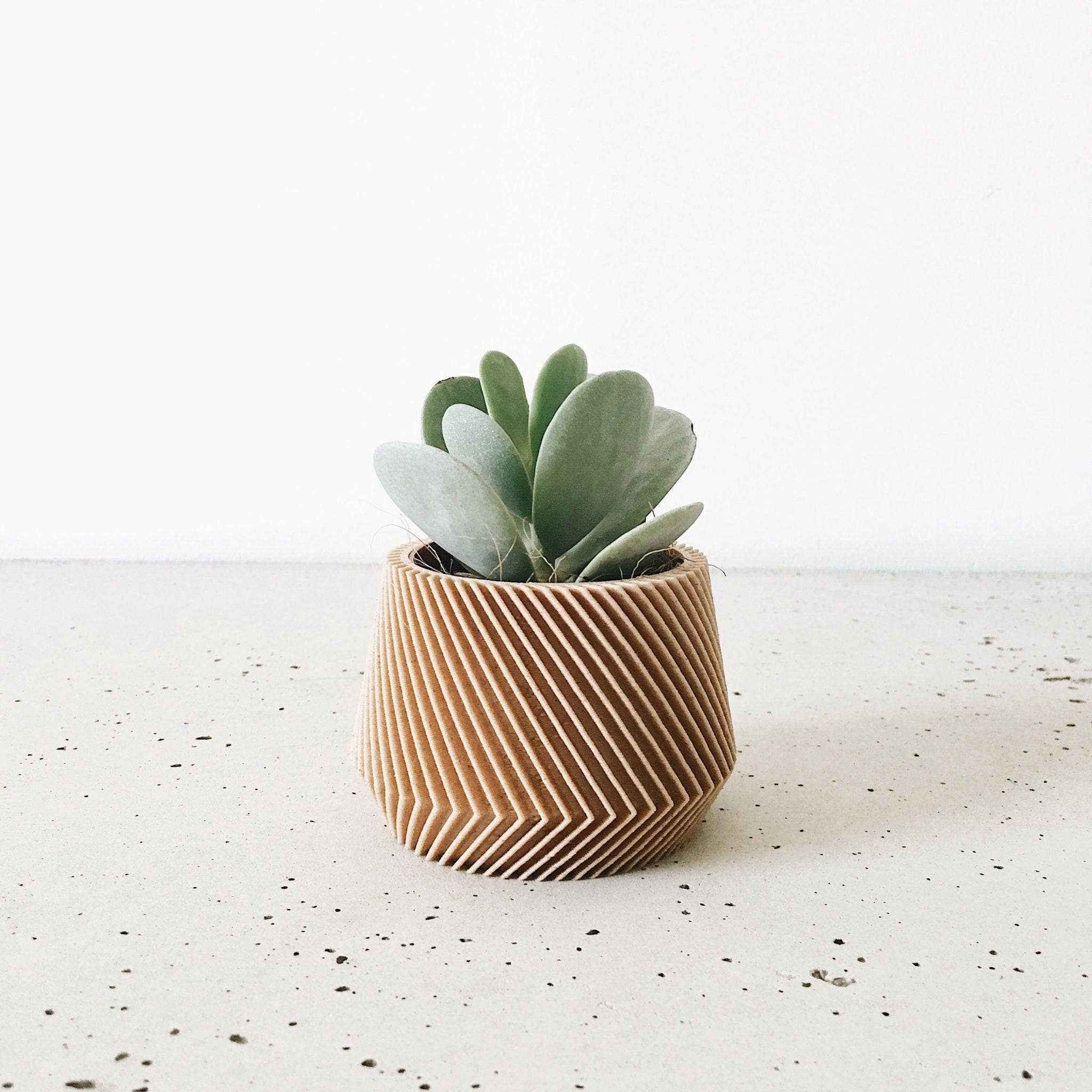 Une petite plante verte dans un pot en bois sculpté aux lignes géométriques en spirale, sur fond blanc minimaliste.