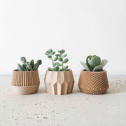 Trois petites plantes grasses présentées dans des pots en bois au design géométrique et minimaliste, alignées sur un fond clair épuré.