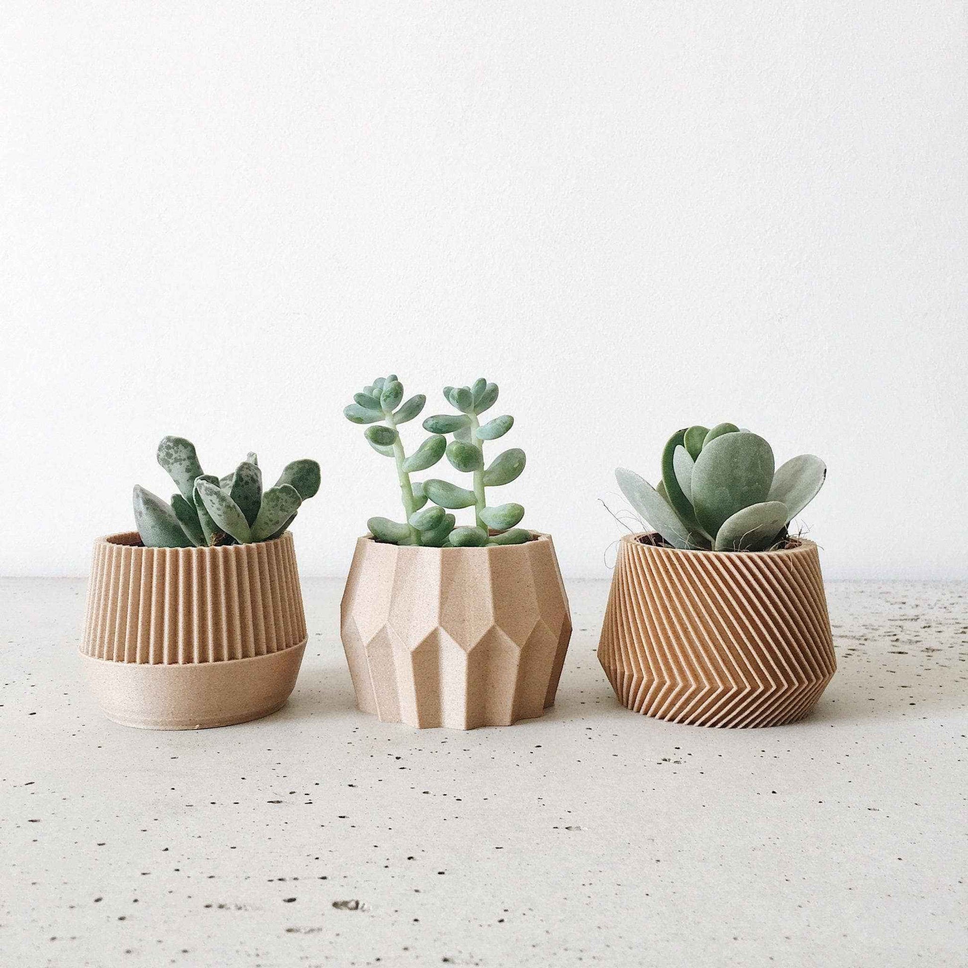 Trois petites plantes grasses présentées dans des pots en bois au design géométrique et minimaliste, alignées sur un fond clair épuré.